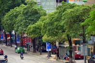 Hà Nội: Đề xuất di dời khoảng 80 cây hoa sữa ở đường Nguyễn Chí Thanh