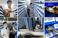 Hà Nội: Tiềm năng nhân rộng mô hình nuôi cua biển trong hộp nhựa giá trị kinh tế cao