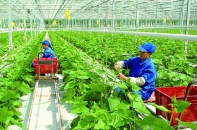 Hà Nội: Phấn đấu thành lập mới 150 hợp tác xã nông nghiệp