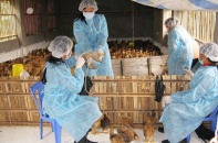 Hà Nội chủ động ngăn chặn mầm bệnh trên động vật dịp cuối năm