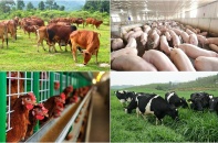 Hà Nội đã có 243 trang trại ứng dụng công nghệ cao vào sản xuất 