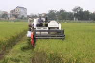 Hà Nội xây dựng vùng nguyên liệu quy mô lớn hướng tới xuất khẩu