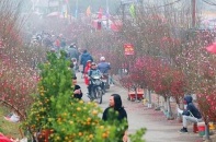 Hà Nội tổ chức 91 điểm chợ hoa xuân trong dịp Tết Nguyên đán