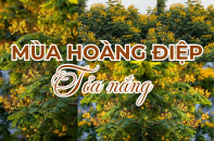 [Ảnh] Mùa hoàng điệp "tỏa nắng"