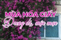 [Ảnh] Mùa hoa giấy dung dị, mộc mạc