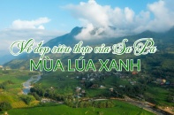 [Ảnh] Vẻ đẹp siêu thực của Sa Pa mùa lúa xanh