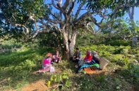 “Tea & Mother” hướng tới tạo sinh kế bền vững cho phụ nữ đồng bào dân tộc thiếu số