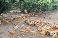 Hà Nội chủ động phòng, chống dịch bệnh gia súc, gia cầm sau mưa lũ