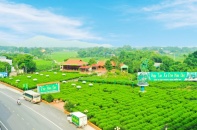 Hợp tác xã chè Hảo Đạt nâng tầm chè đặc sản Thái Nguyên