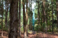 Một thập kỷ Flamingo Holdings kiến tạo bản giao hưởng nghệ thuật trong rừng