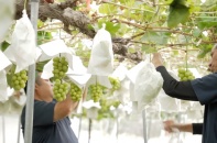 Nhật Bản đẩy mạnh quảng bá thương hiệu "Vương quốc trái cây Yamanashi" tại Việt Nam