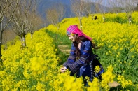 Những thiên đường hoa không thể bỏ lỡ ngày 8/3 tại Việt Nam