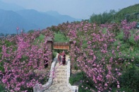 [Ảnh] Ngỡ ngàng sắc hồng Anh đào kép phủ kín Fansipan tháng 4