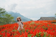 [Ảnh] Fansipan rực rỡ mùa hoa xác pháo