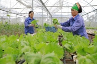 Hoạt động hợp tác xã có nhiều khởi sắc hậu đại dịch