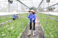 Khó chồng khó trong mô hình liên kết vùng sản xuất giữa doanh nghiệp và nông dân