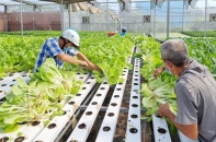 Kinh tế tập thể, hợp tác xã chưa phát triển được như mục tiêu, yêu cầu đặt ra
