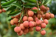 Vải Việt sang Úc giá 500.000 đồng/kg, nhưng bị cạnh tranh bởi vải Úc và vải Trung Quốc