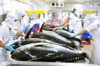 Cá ngừ Việt Nam rộng cửa ở Chile
