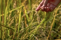 “Con dao hai lưỡi” khi Philippines cắt giảm mạnh thuế nhập khẩu gạo