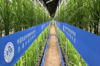 Trung Quốc phát triển công nghệ trồng lúa trên sa mạc, thu hoạch trong 60 ngày