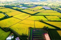 Đề xuất cơ chế bù trừ, trao đổi tín chỉ carbon cho mô hình trồng lúa phát thải thấp
