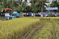 Thu hoạch vụ lúa đầu tiên trong đề án “1 triệu ha lúa chất lượng cao”: Lợi nhuận tăng, phát thải giảm