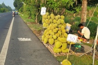 Loạn giá sầu riêng, có nơi rẻ ngang tô phở