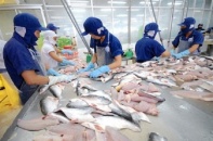 Ngành cá tra đón tin vui từ thị trường Mỹ