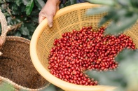 Việt Nam phấn đấu xây dựng thương hiệu nông sản phát thải thấp
