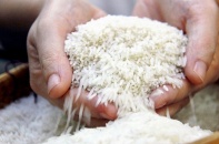 Gạo Việt ổn định trước biến động, “dân cứ có gạo là doanh nghiệp mua”