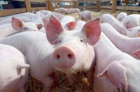 Bắt đầu triển khai mô hình “chung cư” nuôi heo