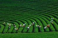 Dấu ấn 80 năm ngành Nông nghiệp và Môi trường