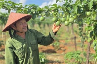 Xuất khẩu chanh leo tăng trưởng "thần tốc" trong 10 năm