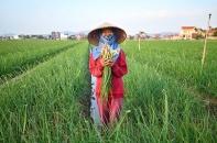 Khai mở thị trường xuất khẩu cho cây trồng vụ đông