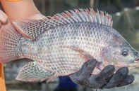 Mỹ dự kiến đầu tư 15,2 triệu USD cho ngành cá rô phi của Việt Nam