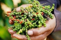 Xuất khẩu “vàng đen” lập kỷ lục, Việt Nam giữ vững vị thế số 1 về nguồn cung