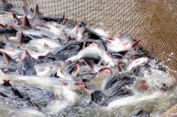 Xuất khẩu thủy sản hướng tới kỷ lục 11,5 tỷ USD