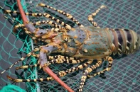 Vượt Canada, Việt Nam trở thành nguồn cung tôm hùm lớn nhất cho Trung Quốc