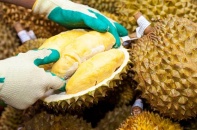 Xuất khẩu sầu riêng sang Trung Quốc tăng trưởng ba con số