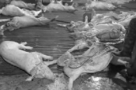 Siết chặt kiểm soát giết mổ sau vụ thịt lợn bệnh tuồn vào trường học