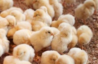 Giá thức ăn chăn nuôi tăng, đầu ra giảm, người nông dân chịu áp lực kép