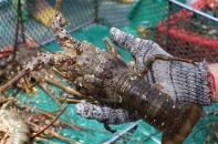 Xuất khẩu thủy sản chậm nhịp, Trung Quốc tiếp tục là động lực dẫn dắt