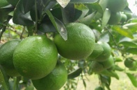 Trung Quốc mở cửa thị trường cho bưởi, chanh của Việt Nam