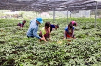 Lai Châu định hình nông nghiệp hàng hóa, dược liệu theo hướng kinh tế xanh