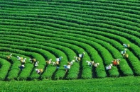 Mở “van” tài chính xanh, tiếp sức cho doanh nghiệp công nghệ khí hậu