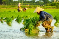 Giá phân bón tăng sốc, nông dân trồng lúa châu Á đối mặt áp lực chi phí