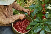 Cà phê Việt Nam đối mặt “cơn gió ngược” từ thị trường thế giới