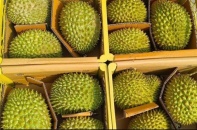 Sầu riêng vào mùa, nông dân thấp thỏm khi giá rơi sâu