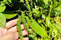 Xuất khẩu "vàng đen" tăng mạnh giữa biến động địa chính trị